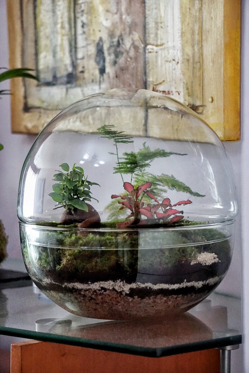 Terrario Esfera 28 cm - Imagen 3