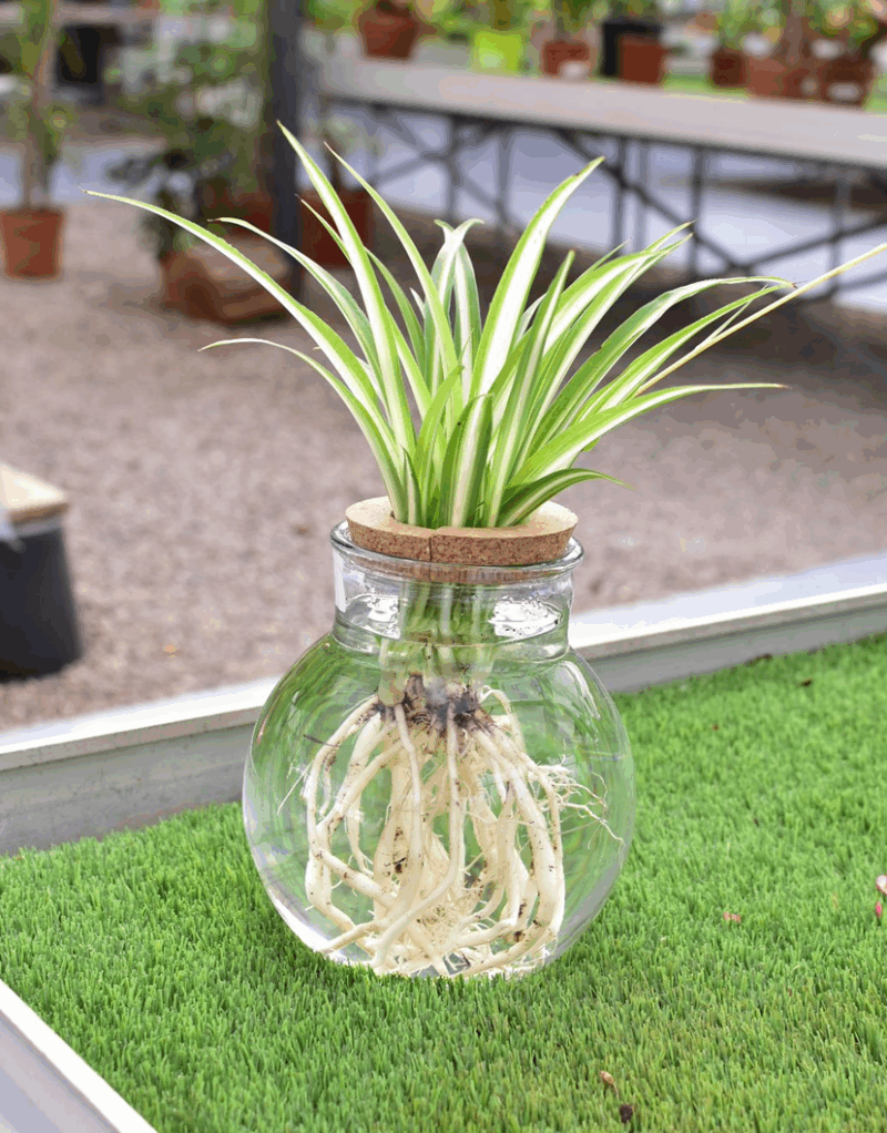 Ball 19-Corcho corona+planta