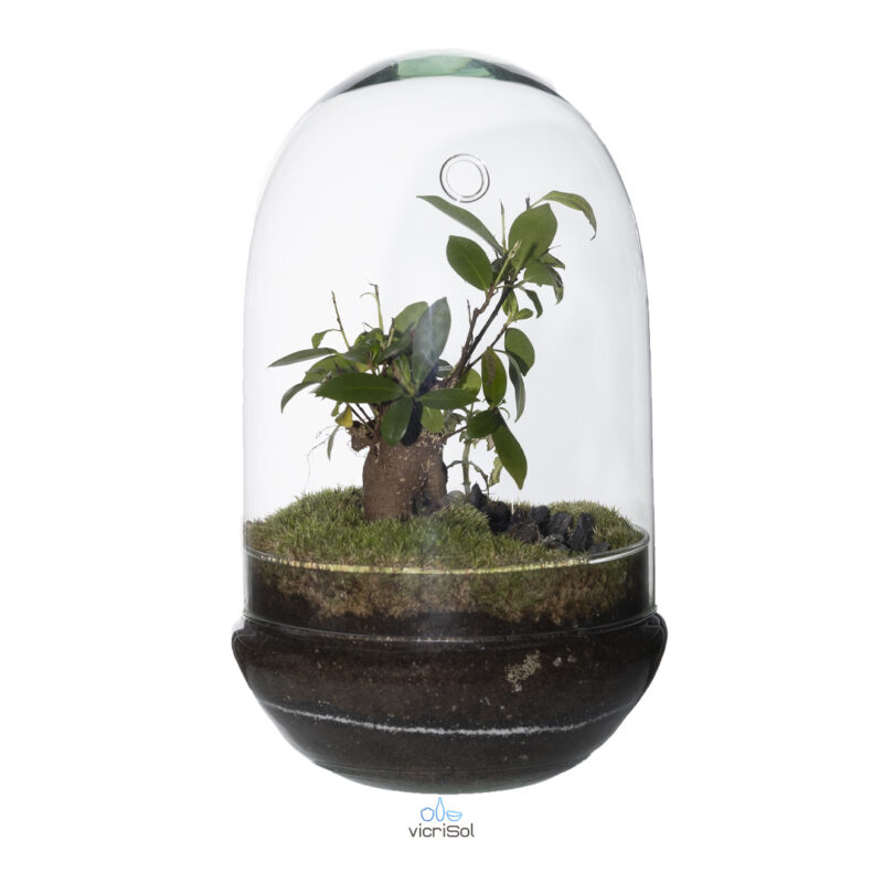 Terrario Cúpula 30x19 cm - sin agujero - Imagen 2
