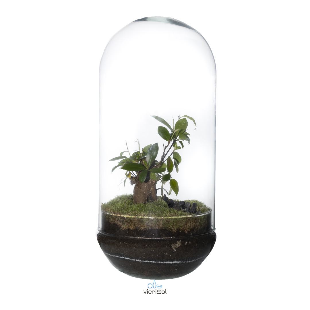 Terrario Cúpula 38x19 cm-  sin agujero - Imagen 2