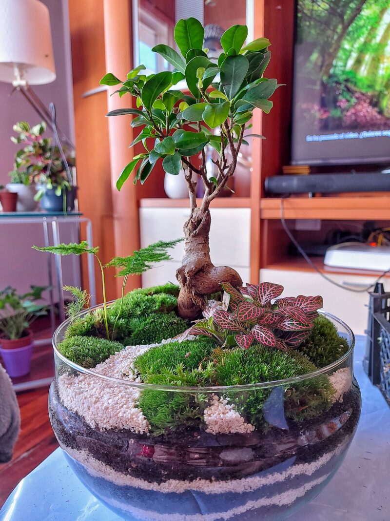 Terrario Cúpula 38x25 cm-  sin agujero - Imagen 3
