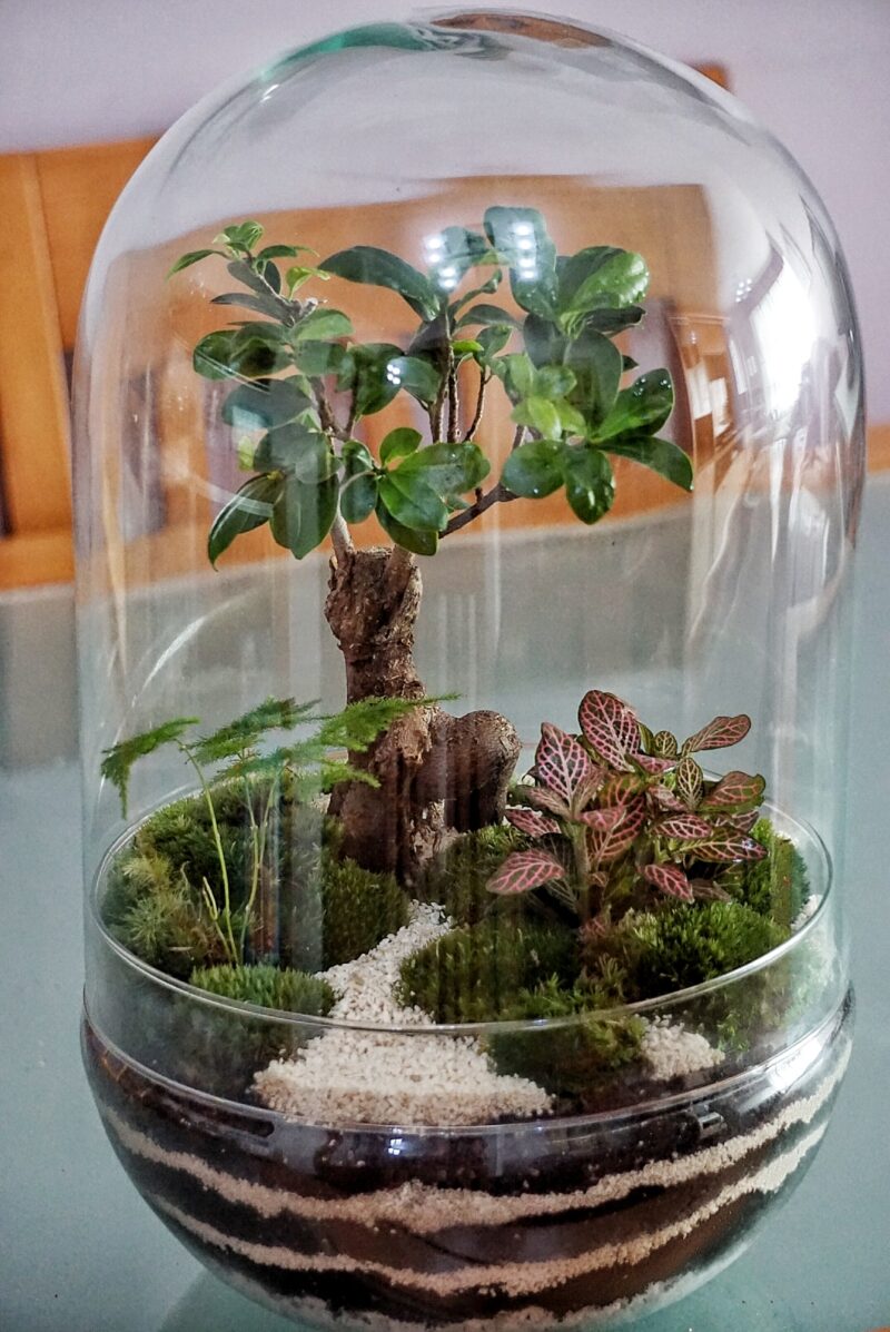 Terrario Cúpula 38x25 cm-  sin agujero - Imagen 4