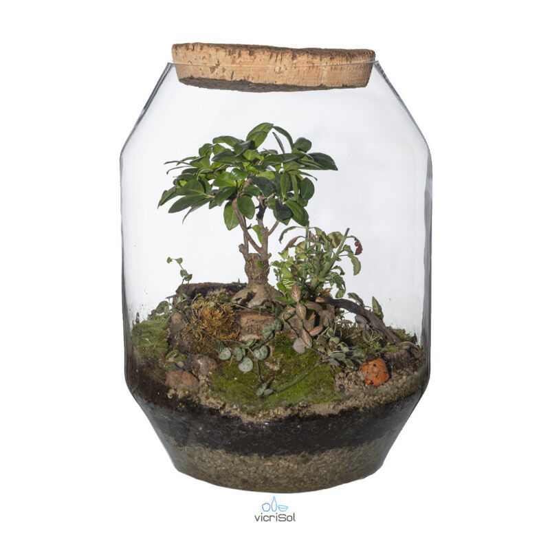 Terrario NIKKO 25 cm con Tapa de Corcho - Imagen 2