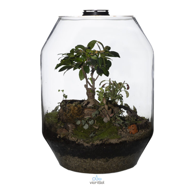 Terrario NIKKO 25 cm con Tapa de Corcho - Imagen 3
