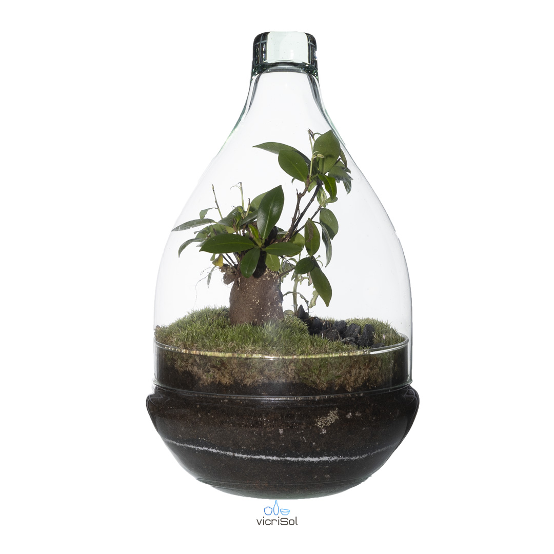 Terrario Gota 30x19 cm - sin agujero - Imagen 2